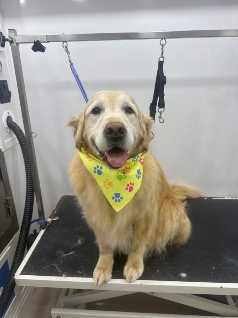 A smiling golden retriever standing on the grooming table, secured by a grooming loop