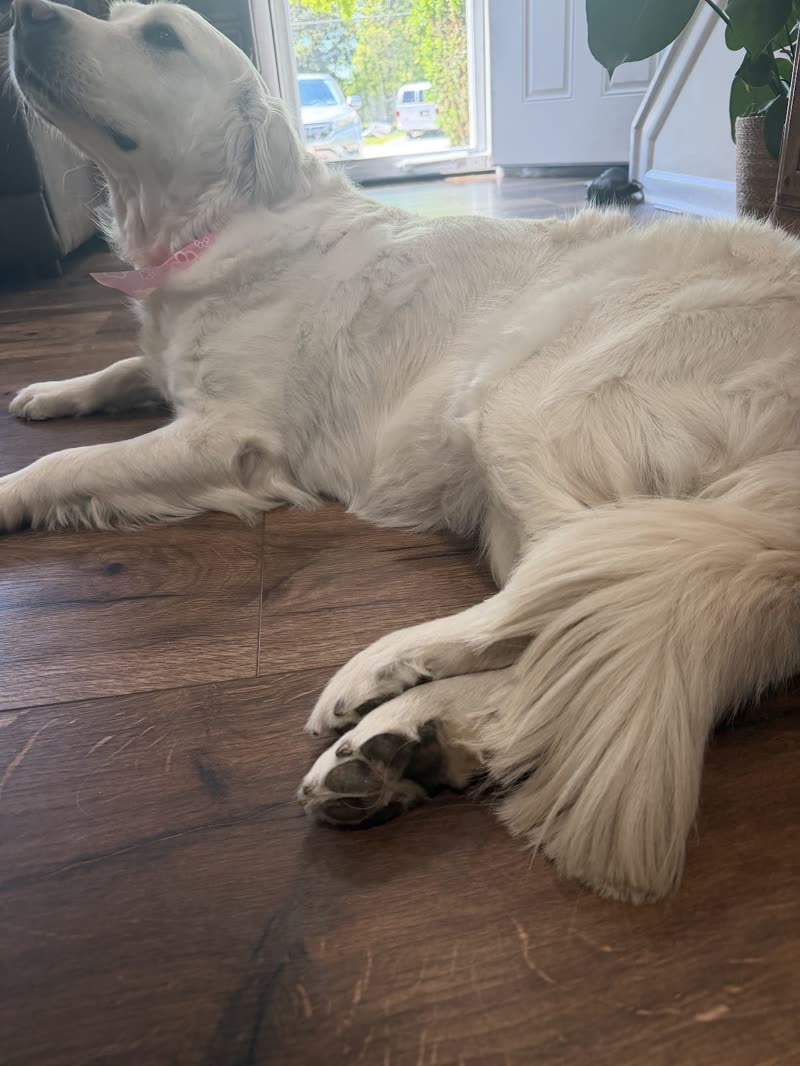 A freshly groomed cream golden retriever stretched out on a wood floor by a window at home