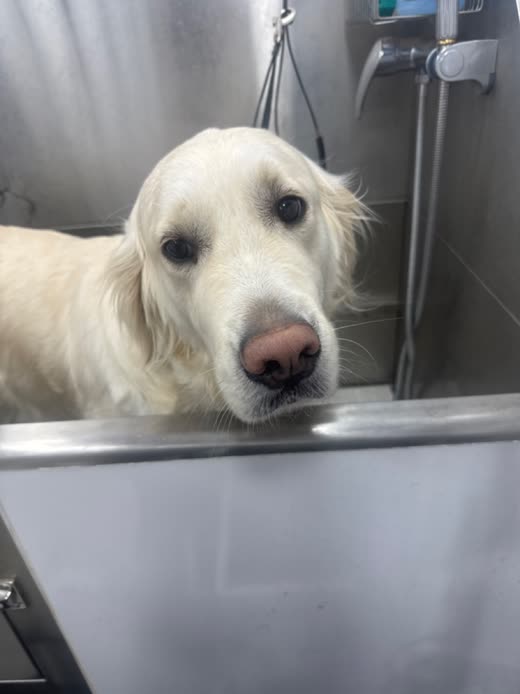 A golden retriever standing in the stainless steel grooming bath mid-wash