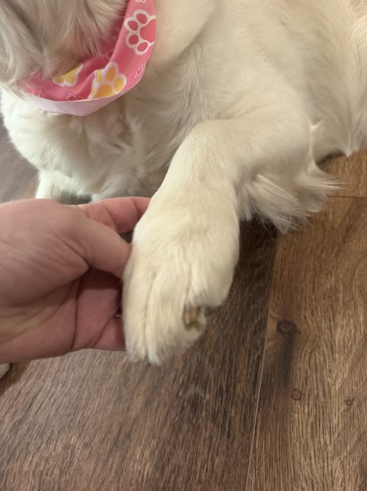 A hand holding the freshly trimmed paw of a cream golden retriever