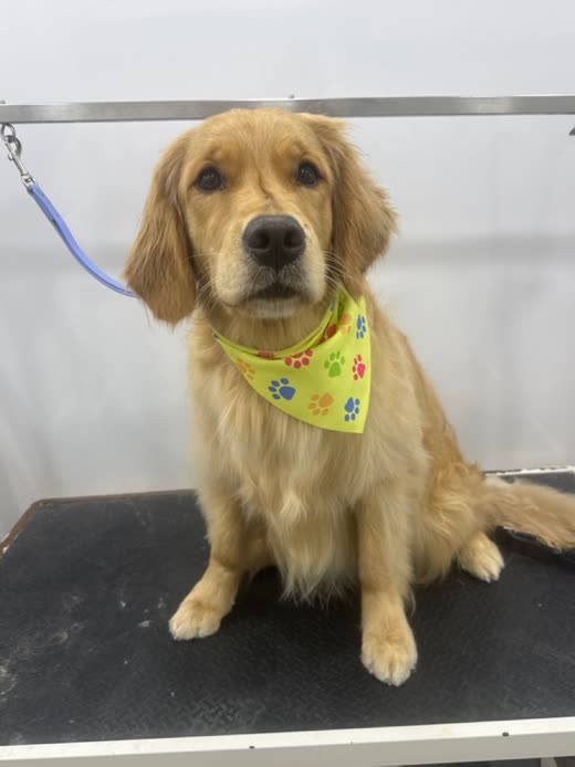 A golden retriever puppy sitting on the grooming table in a yellow paw-print bandana