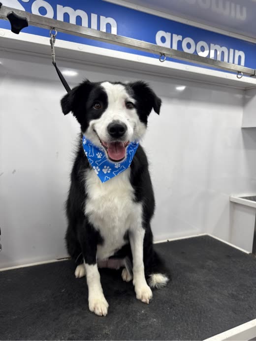 A border collie sitting calmly on the grooming table in a blue bandana