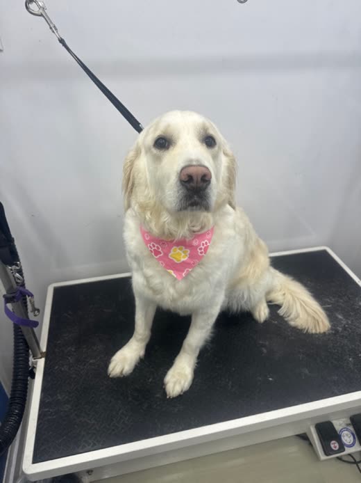 A cream golden retriever sitting on the grooming table in a pink floral bandana after its groom
